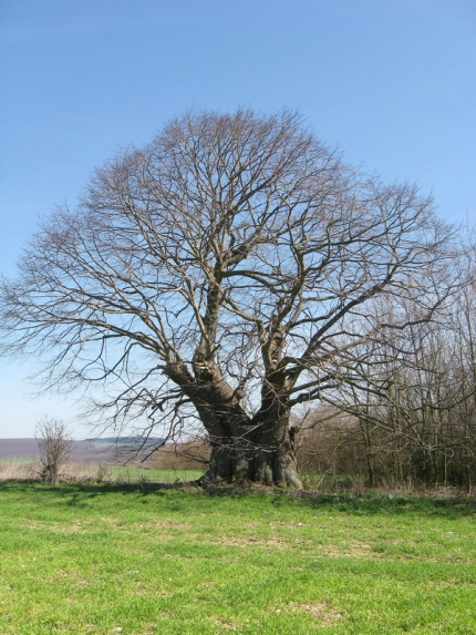 Bild 2 von Linde nordwestlich Dalheim